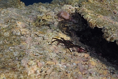 IMG_0732rf_Maldives_Madoogali_House reef_Crabe